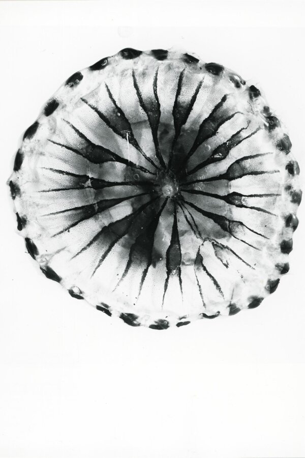 Forme insolite de la Nature, Compagne de Massy, „Creation Photographique“, 18 bis, rue Gambetta, Massy